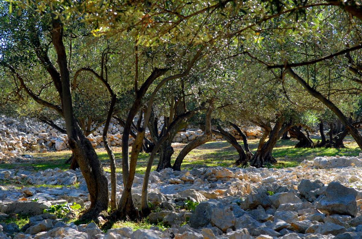 I campi di olivo sull`isola di Krk